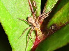 Philodromus aureolus