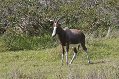 Damaliscus pygargus pygargus