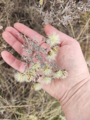 Galatella villosa
