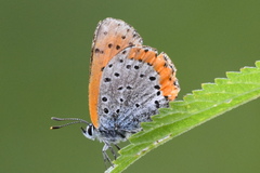 Tharsalea hyllus