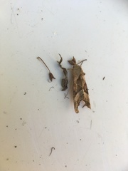 Phlogophora meticulosa