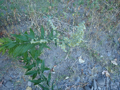 Artemisia douglasiana