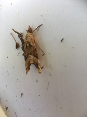 Phlogophora meticulosa