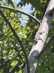 Urosaurus bicarinatus