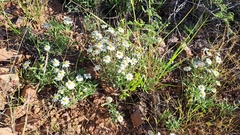 Melampodium leucanthum