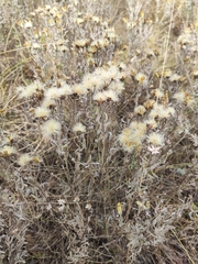 Galatella villosa