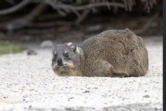 Procavia capensis capensis