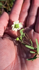 Melampodium leucanthum