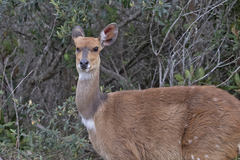 Tragelaphus sylvaticus sylvaticus