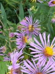 Epistrophe grossulariae