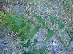 Artemisia douglasiana