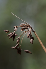 Schoenoplectus lacustris