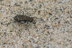 Cicindela oregona