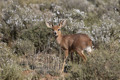 Raphicerus campestris campestris