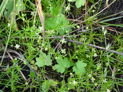 Sagina procumbens