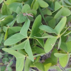 Oxalis latifolia