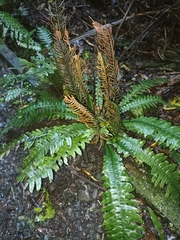 Blechnum chambersii