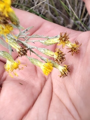 Galatella villosa