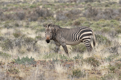 Equus zebra zebra