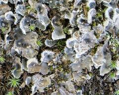 Peltigera extenuata