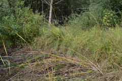 Schoenoplectus lacustris