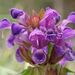 Prunella - Photo (c) Alain Michaud,  זכויות יוצרים חלקיות (CC BY-NC), הועלה על ידי Alain Michaud