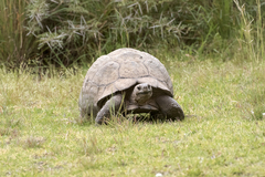 Stigmochelys pardalis