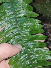 Blechnum chambersii