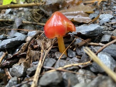 Hygrocybe cuspidata