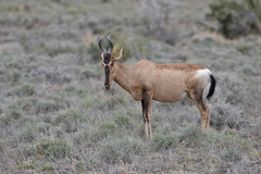 Alcelaphus buselaphus caama