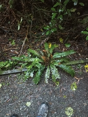 Blechnum chambersii