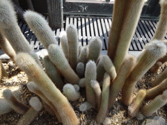 Cleistocactus strausii