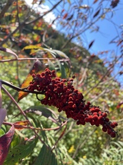 Rhus glabra