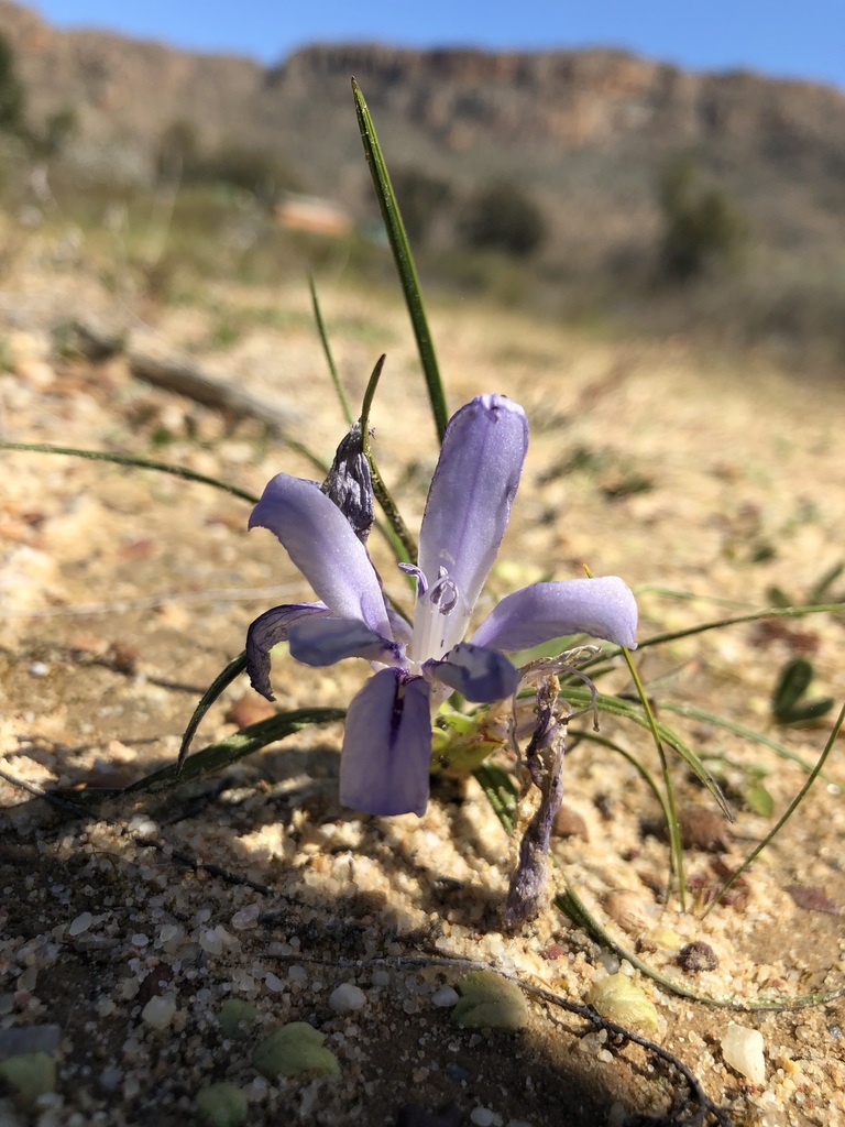 Babiana cedarbergensis, Riversong