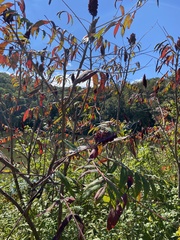 Rhus glabra