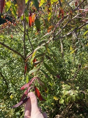 Rhus glabra