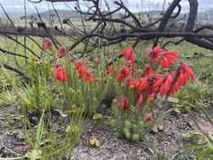 Erica cerinthoides cerinthoides