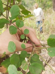 Zanha africana