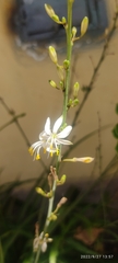 Liliopsida