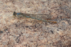 Argia emma