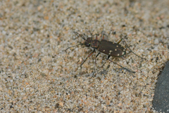 Cicindela oregona