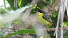 Todirostrum cinereum