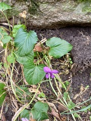 Viola odorata