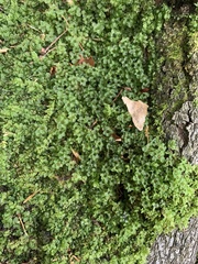 Rhizomnium punctatum