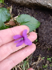 Viola odorata