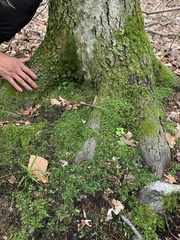 Rhizomnium punctatum