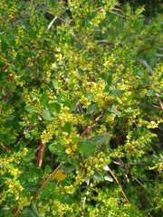 Muehlenbeckia hastulata