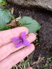 Viola odorata