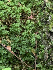 Rhizomnium punctatum