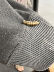 Anisota pellucida